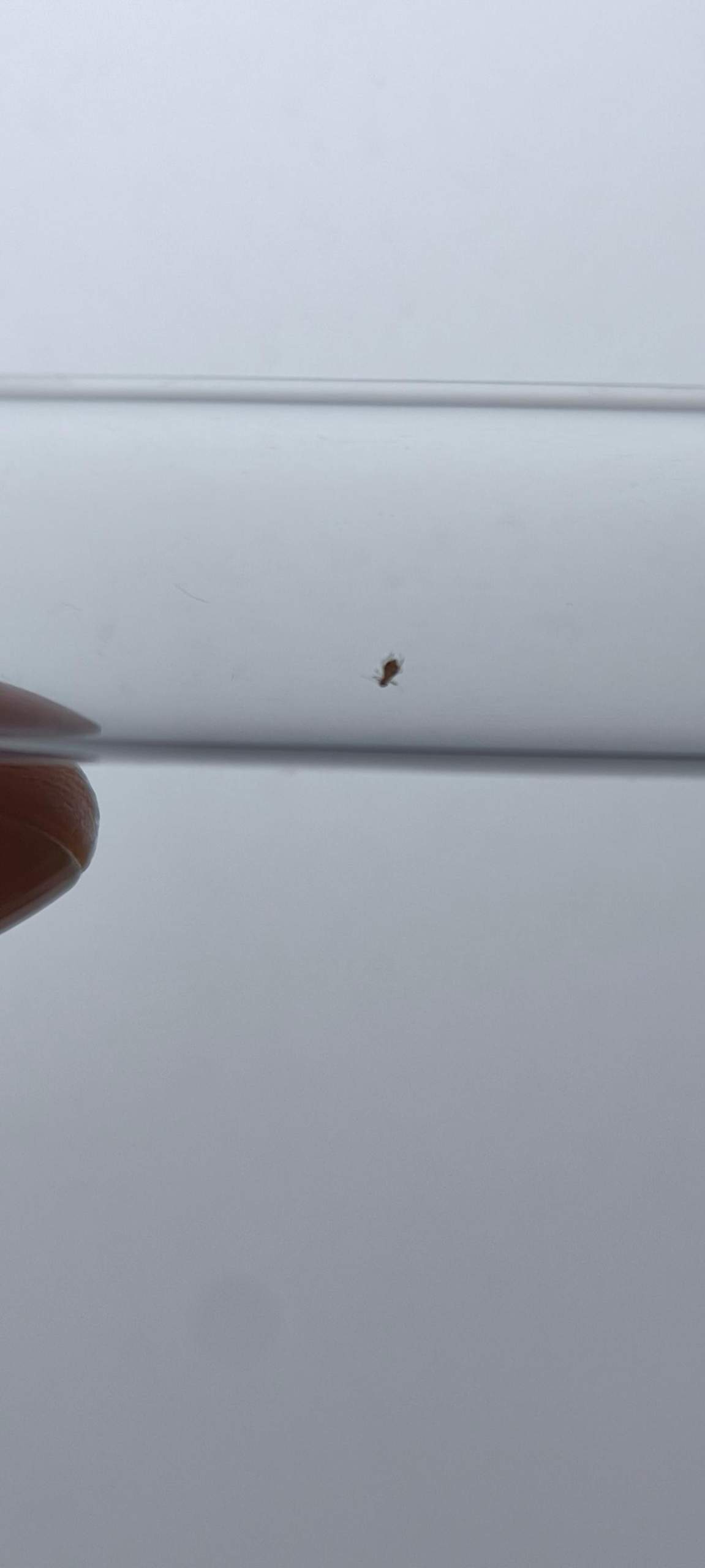 Kleine Mini Insekten Im Bad