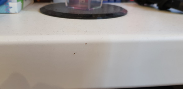 Kleine Insekten Im Schlafzimmer Was Ist Das Tiere