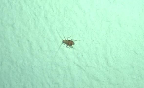 Was Ist Das Fur Ein Kafer Und Insekten Bett Kissen