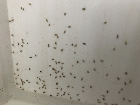 Kleine Insekten Kommen Durch Das Fenster Rein Was Ist Das Haus