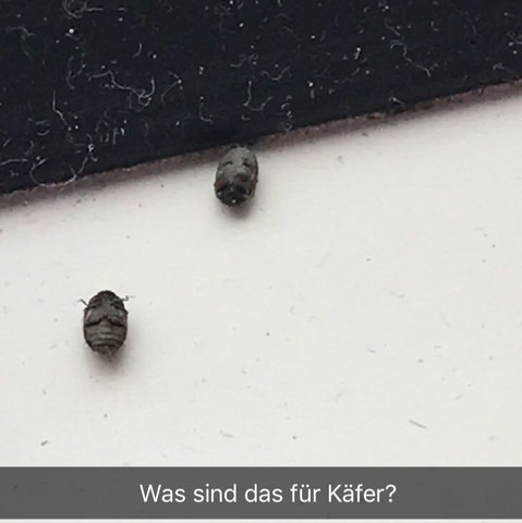 Das sind die Käfer. - (Insekten, Käfer)