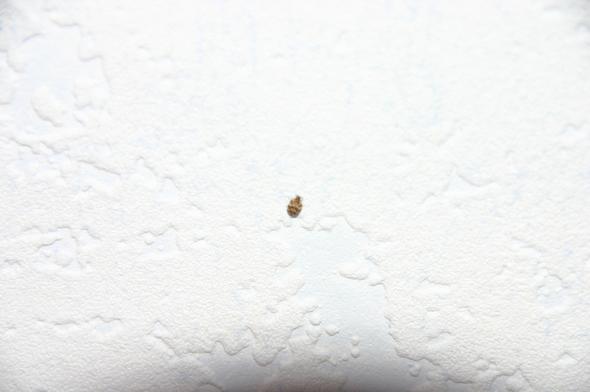 Kleine Kafer An Der Wand Hilfe Tiere Klein Kleintiere