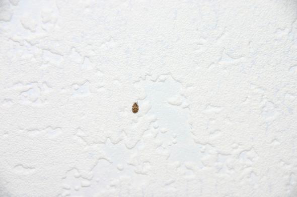 Kleine braune käfer an der wand