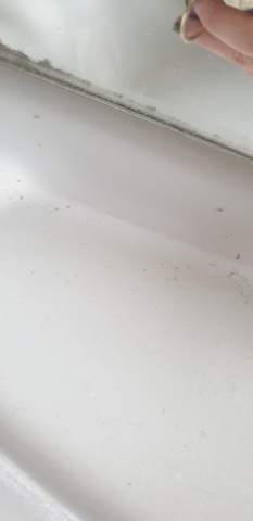 Kleine Käfer im Badezimmer?