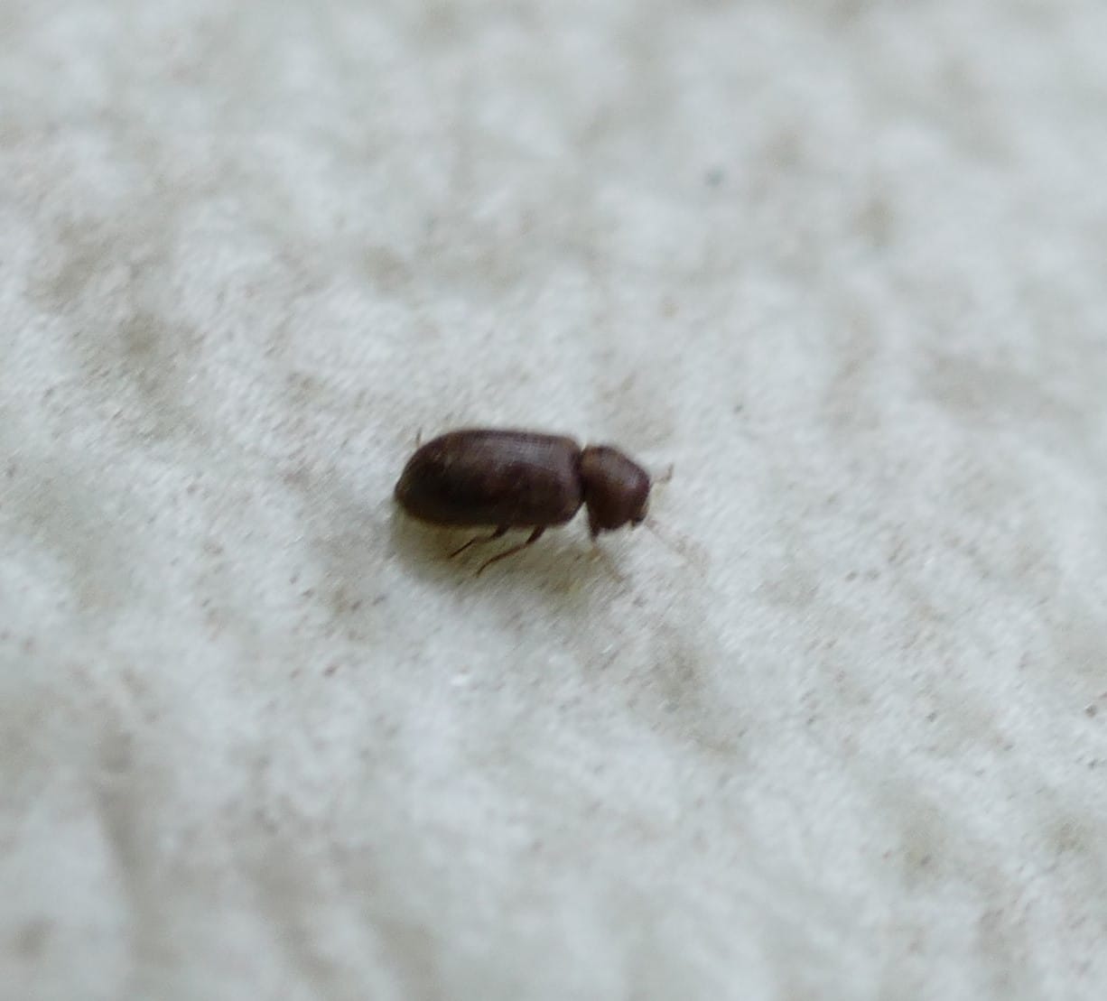 Schädlinge Im Haus Kleine Käfer Kleine Schwarze