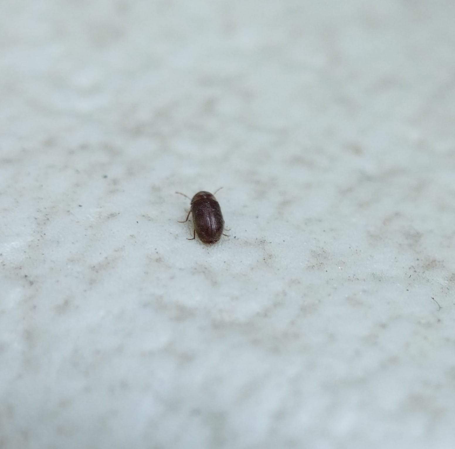 Kleine Käfer im Haus / Keller? Käferart)