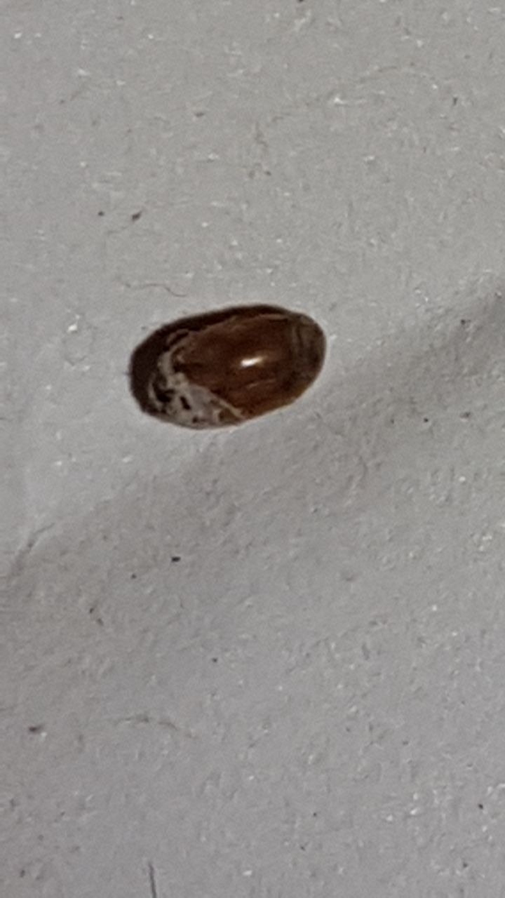 Kleine Käfer im Schlafzimmer gefunden 2mm? (Licht, Plage)