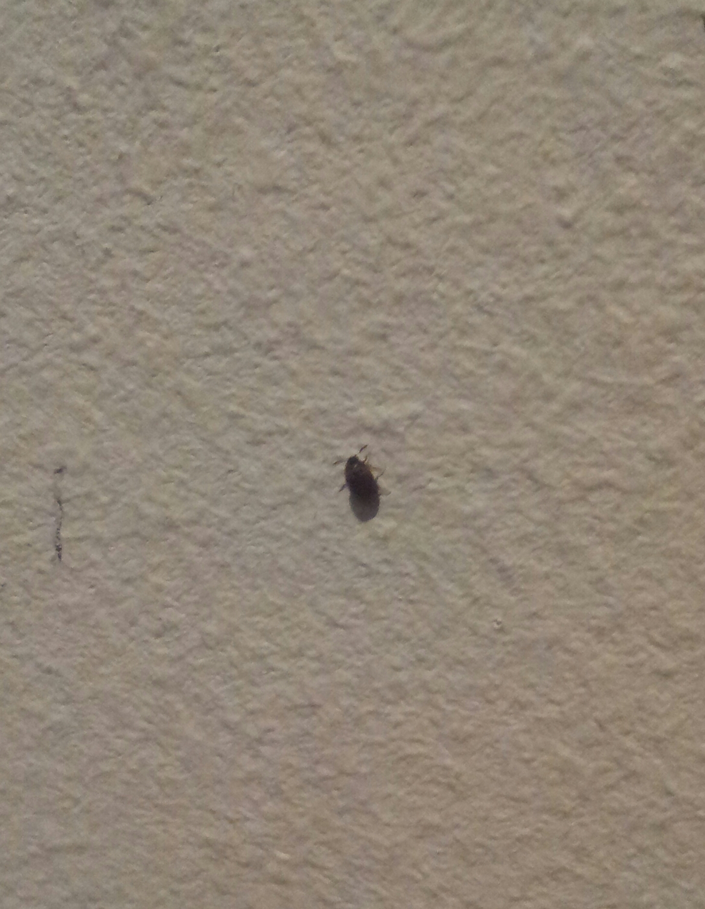 Kleine Käfer im Zimmer schlecht? (im-haus)