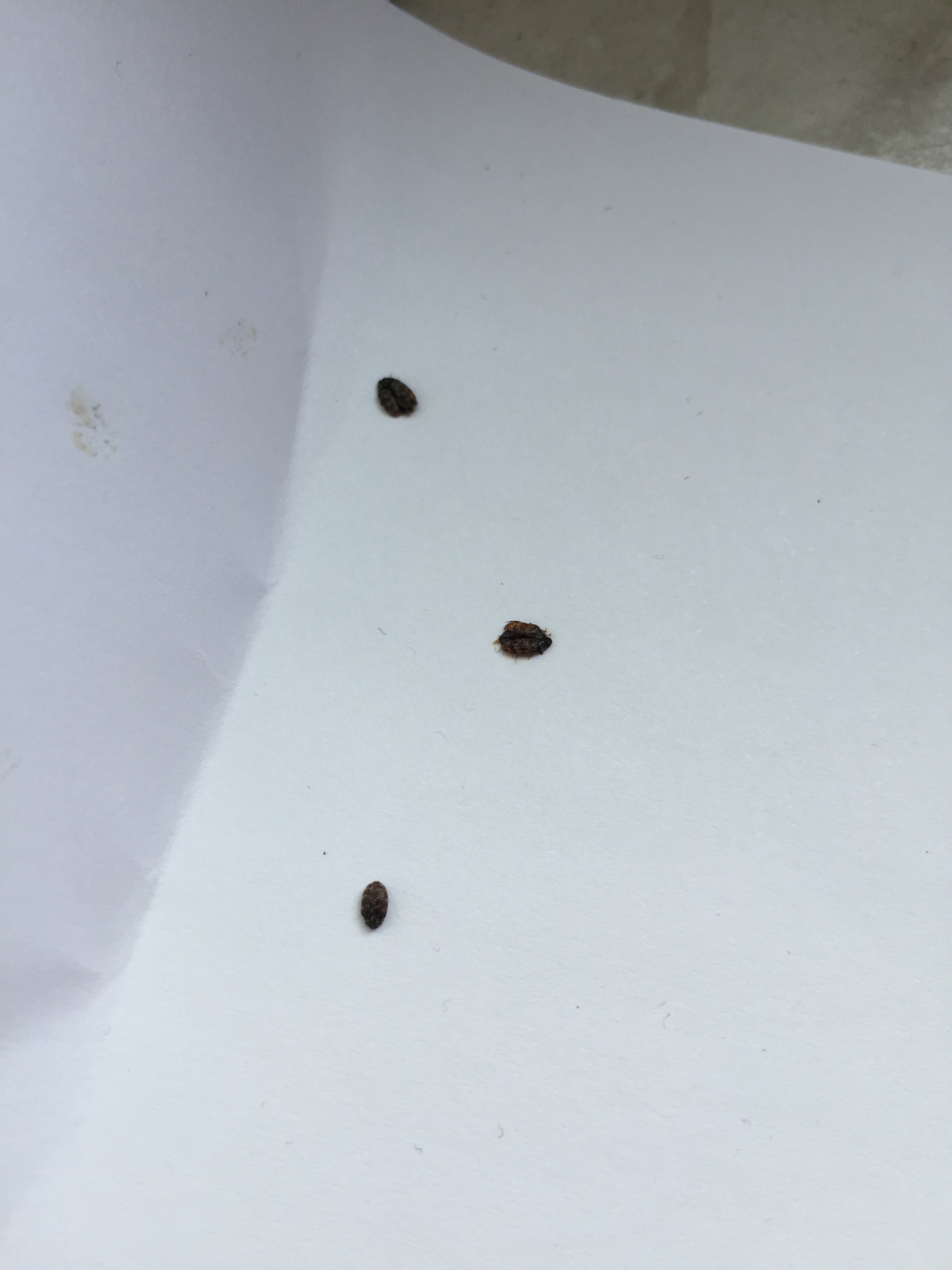 Kleine Käfer in der Wohnung, was für eine Art ist das (siehe FOTOS)? (Insekten)