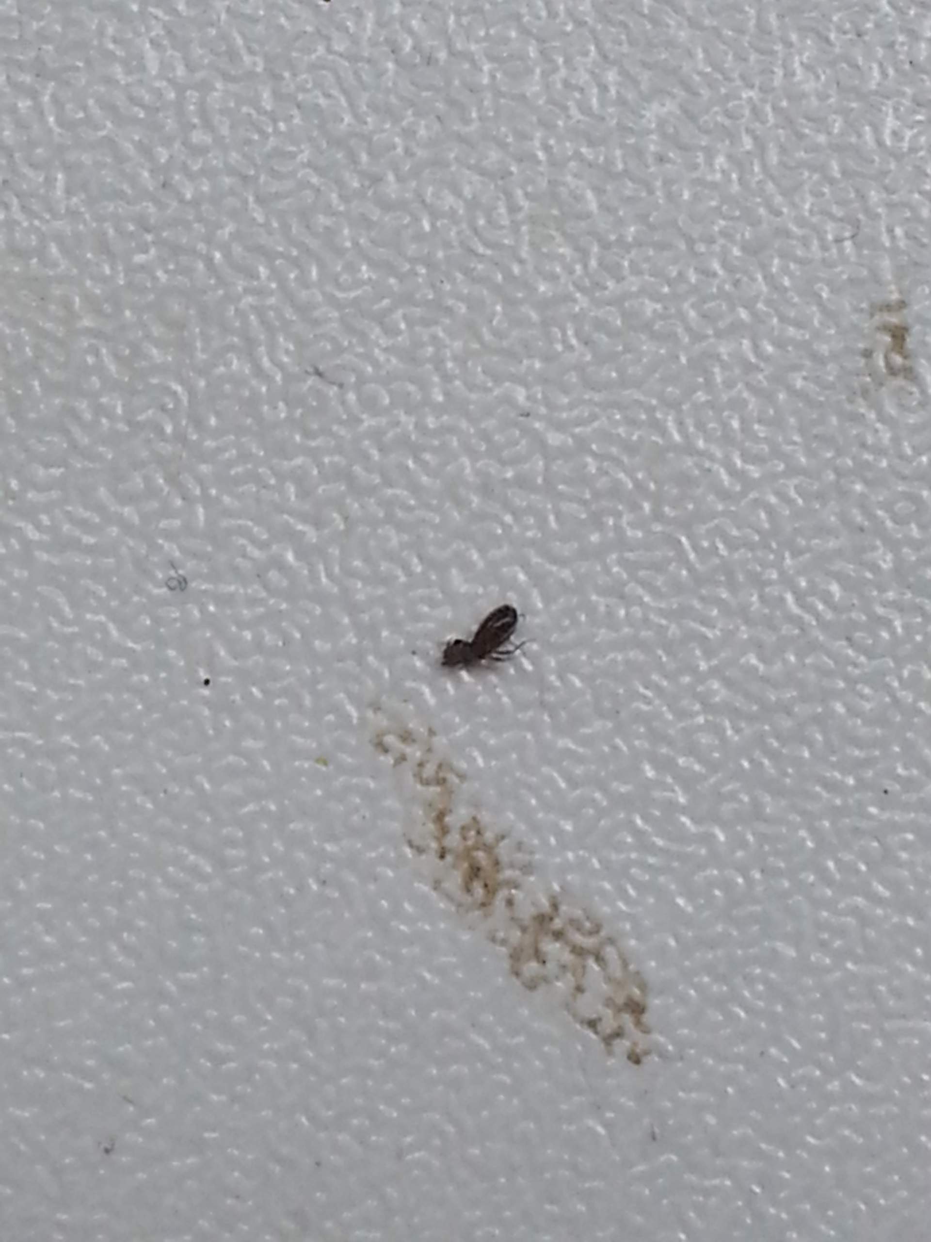 Ich habe kleine Käfer mit Fühler in der Wohnung? (Schädlinge)