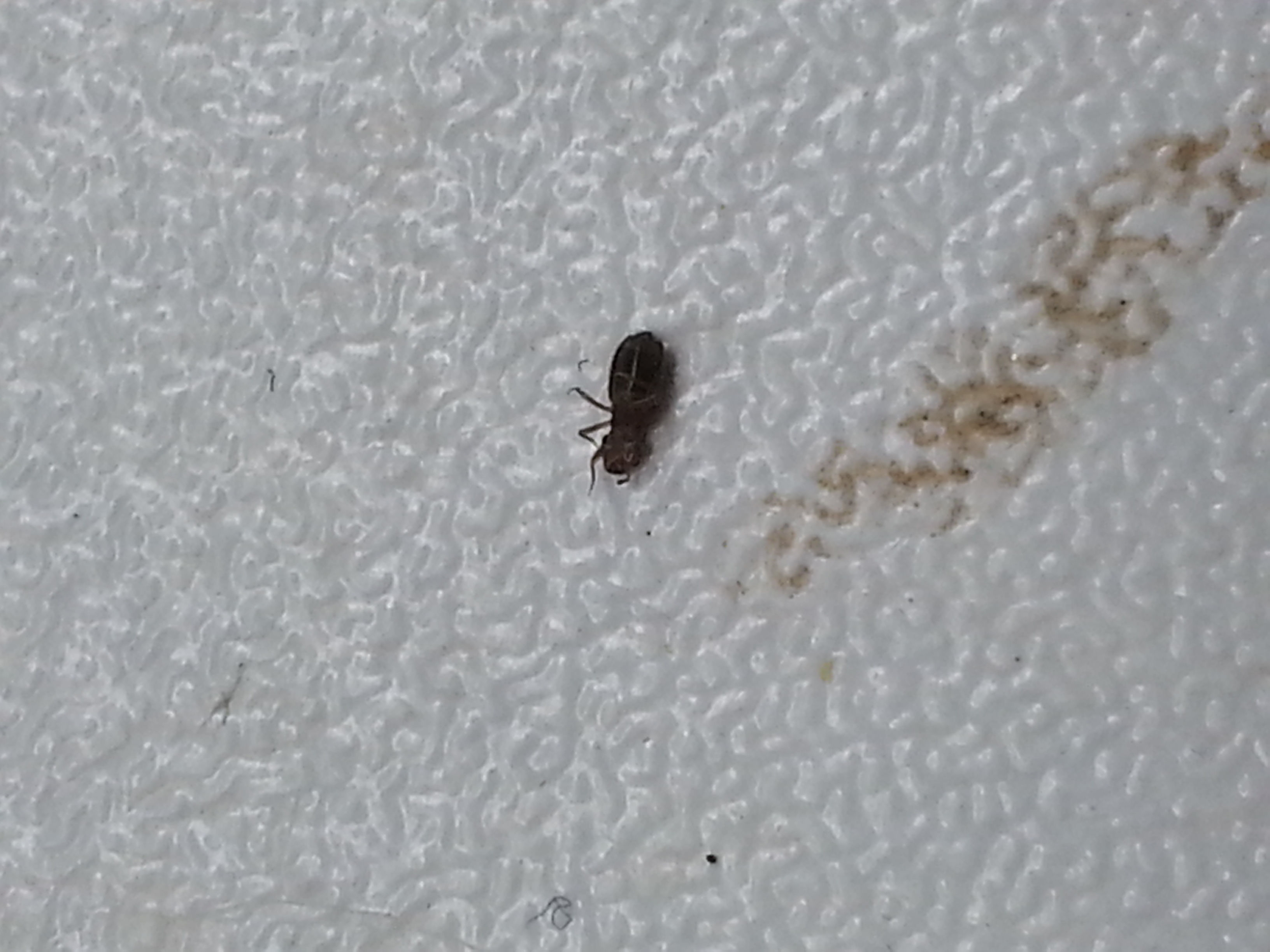 44+ schön Bild Schädlinge Wohnung / Kleine Fliegende Käfer In Der