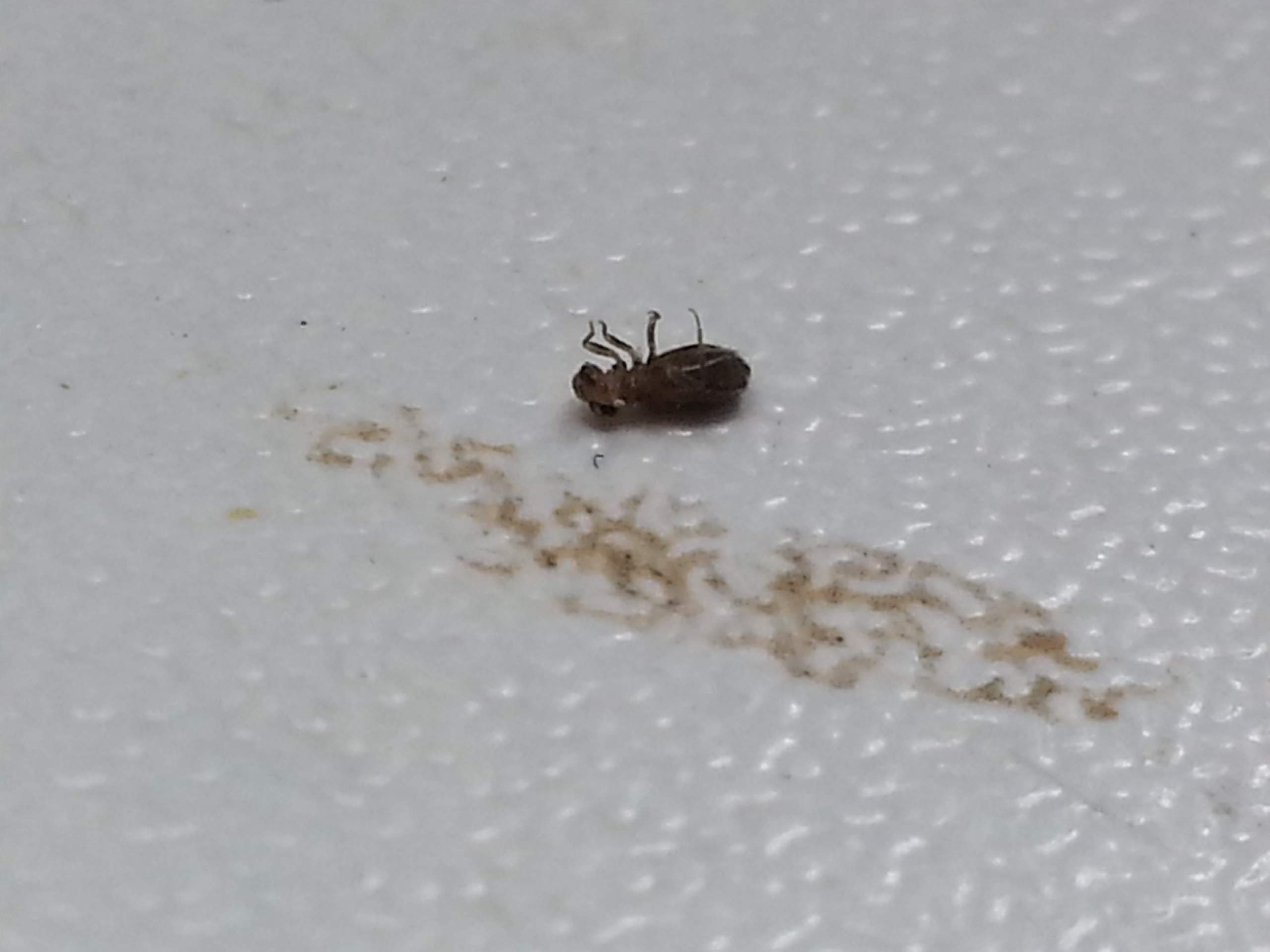 Ich habe kleine Käfer mit Fühler in der Wohnung? (Schädlinge)