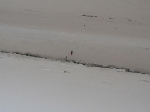 Staubläuse im bad Staubläuse im bad