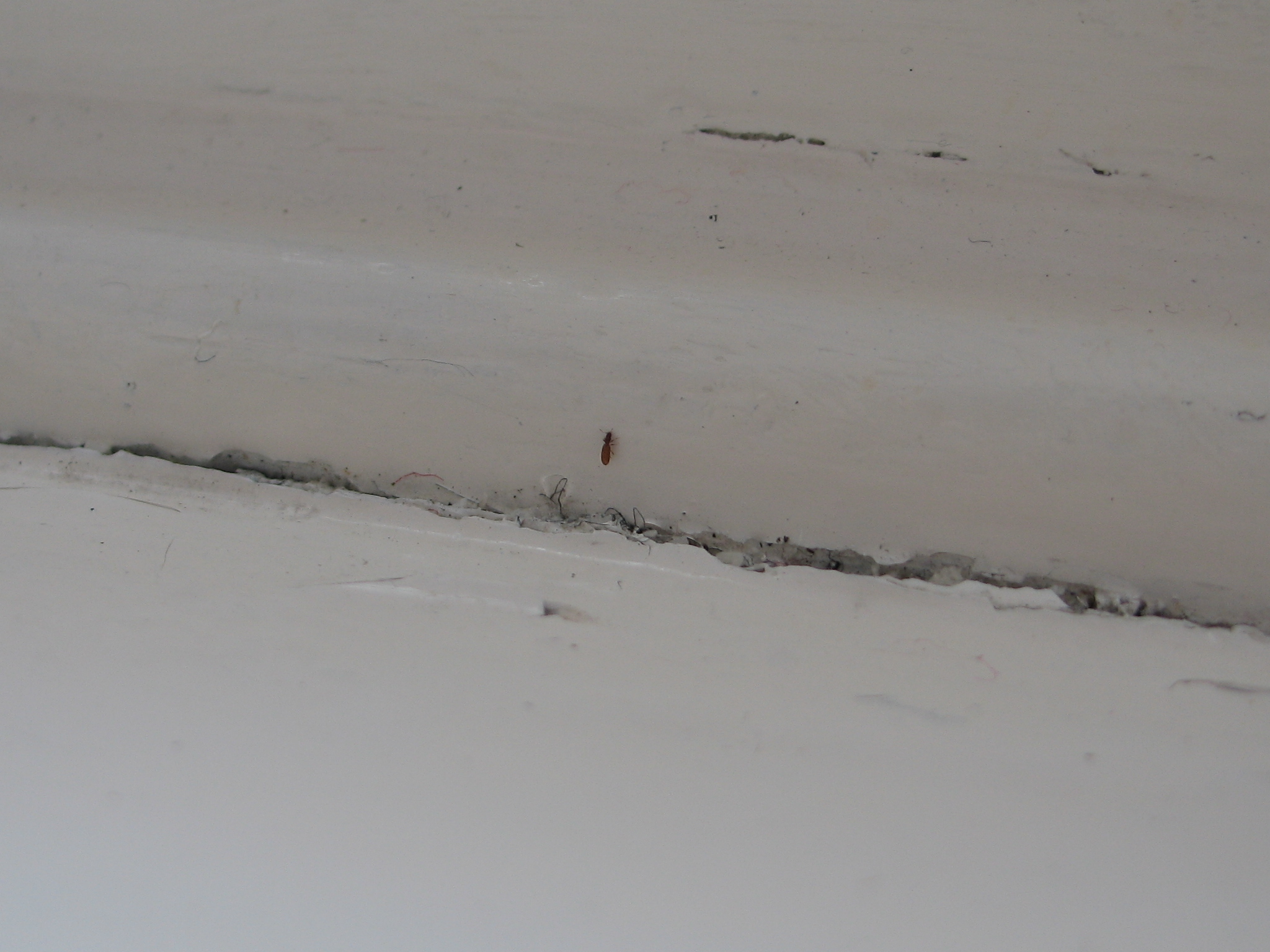 kleine käfer, tiere, insekten im Bad (1 mm winzig, dunkel braun