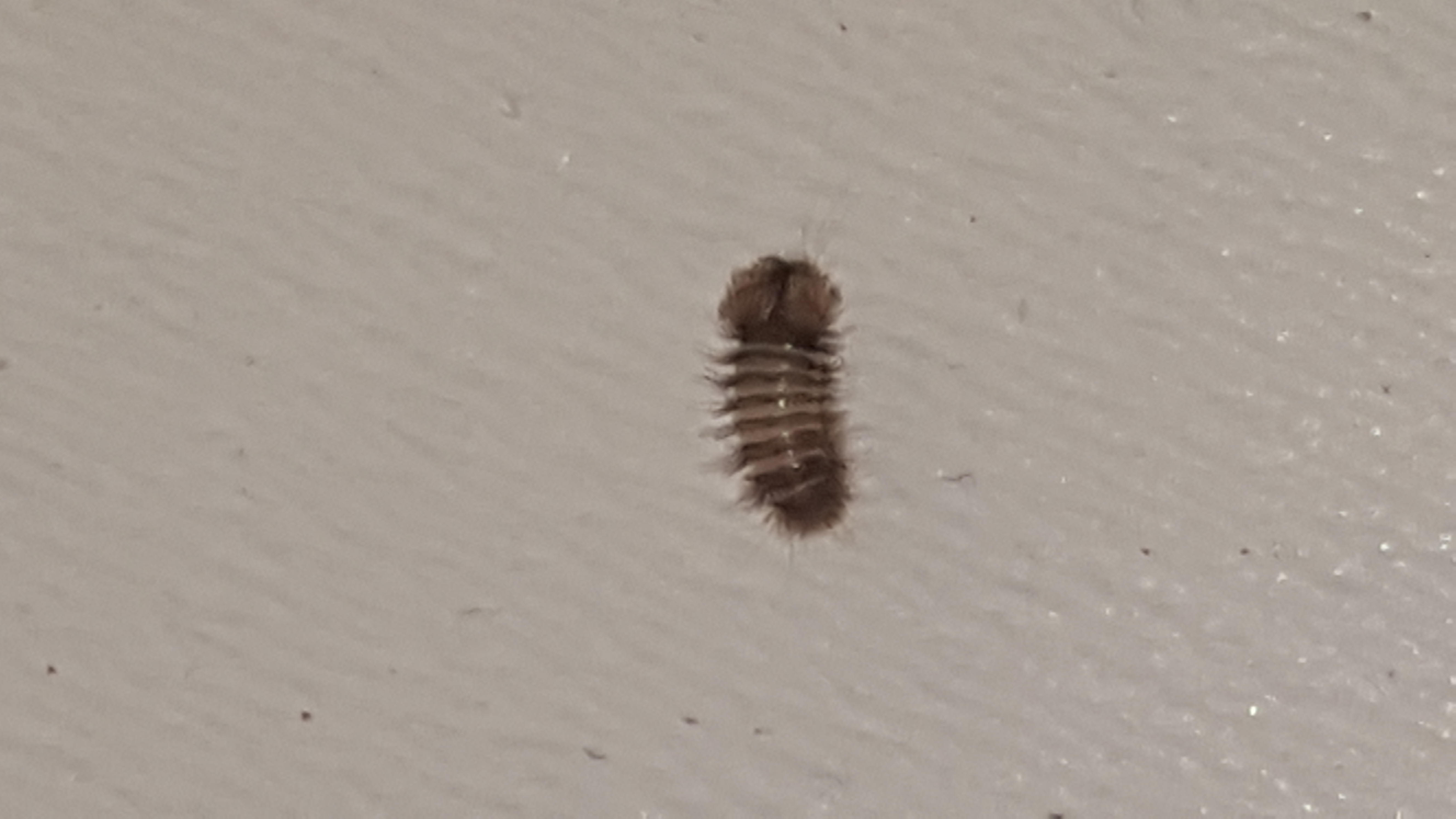 Speckkaferlarve Im Bett Generalplan Gegen Ungeziefer Im