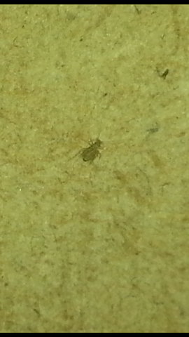 Kleine Krabbeltiere Hinter Sockelleiste Haushalt Insekten