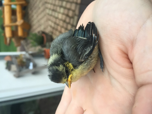 Der kleine vogel - (Vögel, Fund)