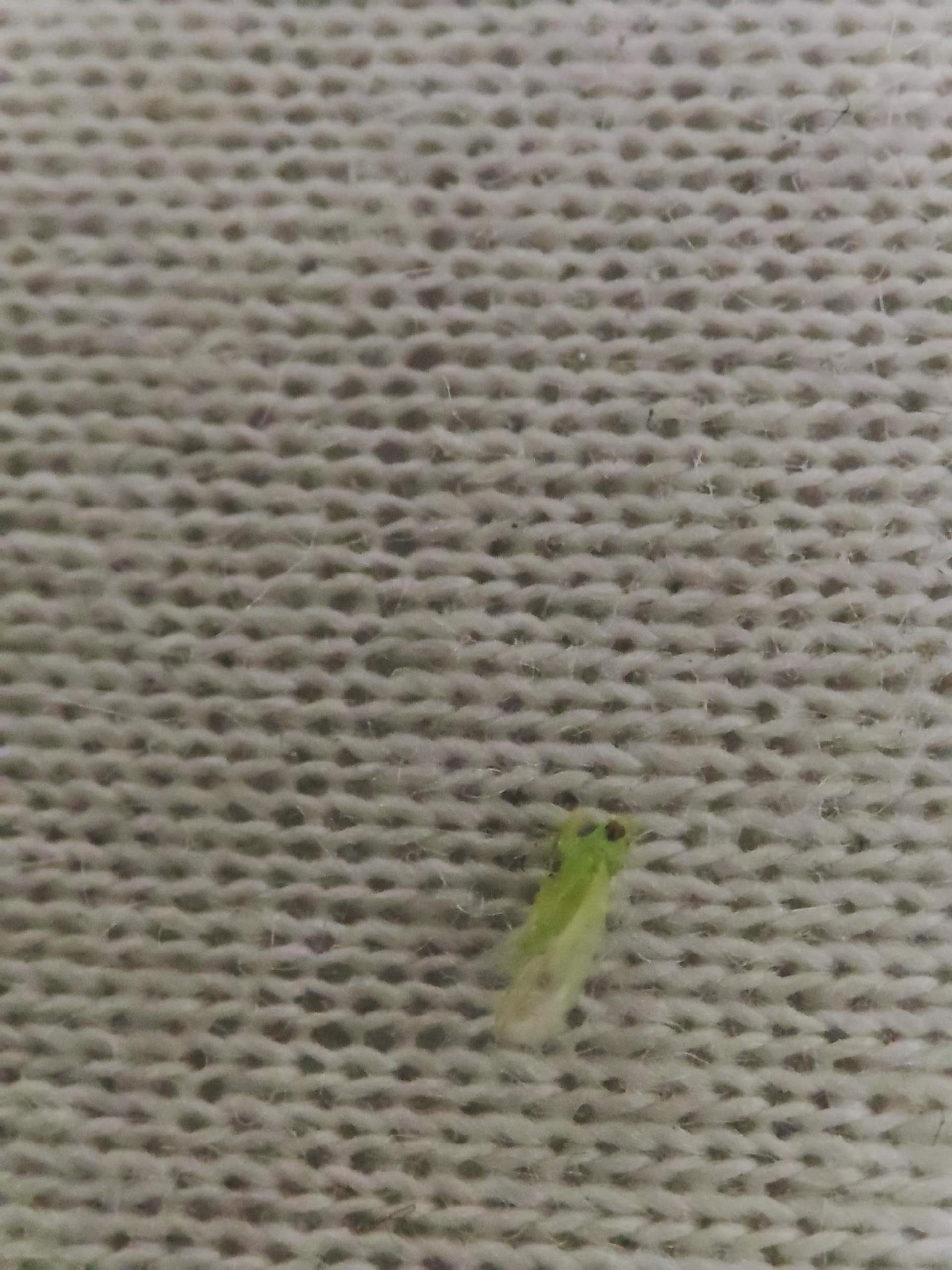 Kleine Millimeter große grüne Fliegen im Zimmer? (Natur, Insekten)