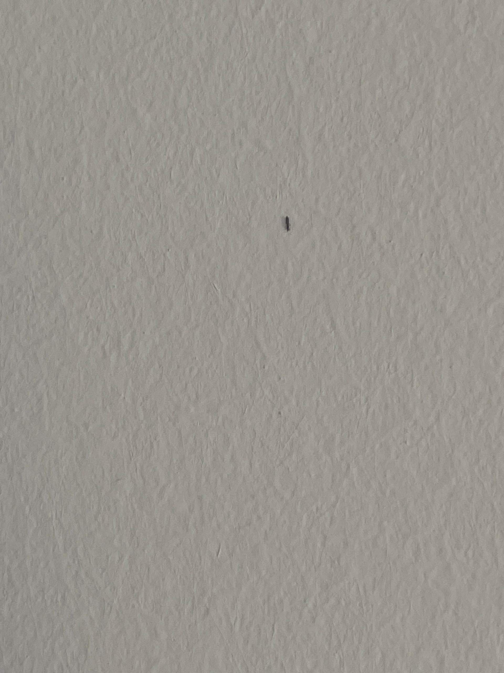 Kleine mini Fliegen auf der Decke?
