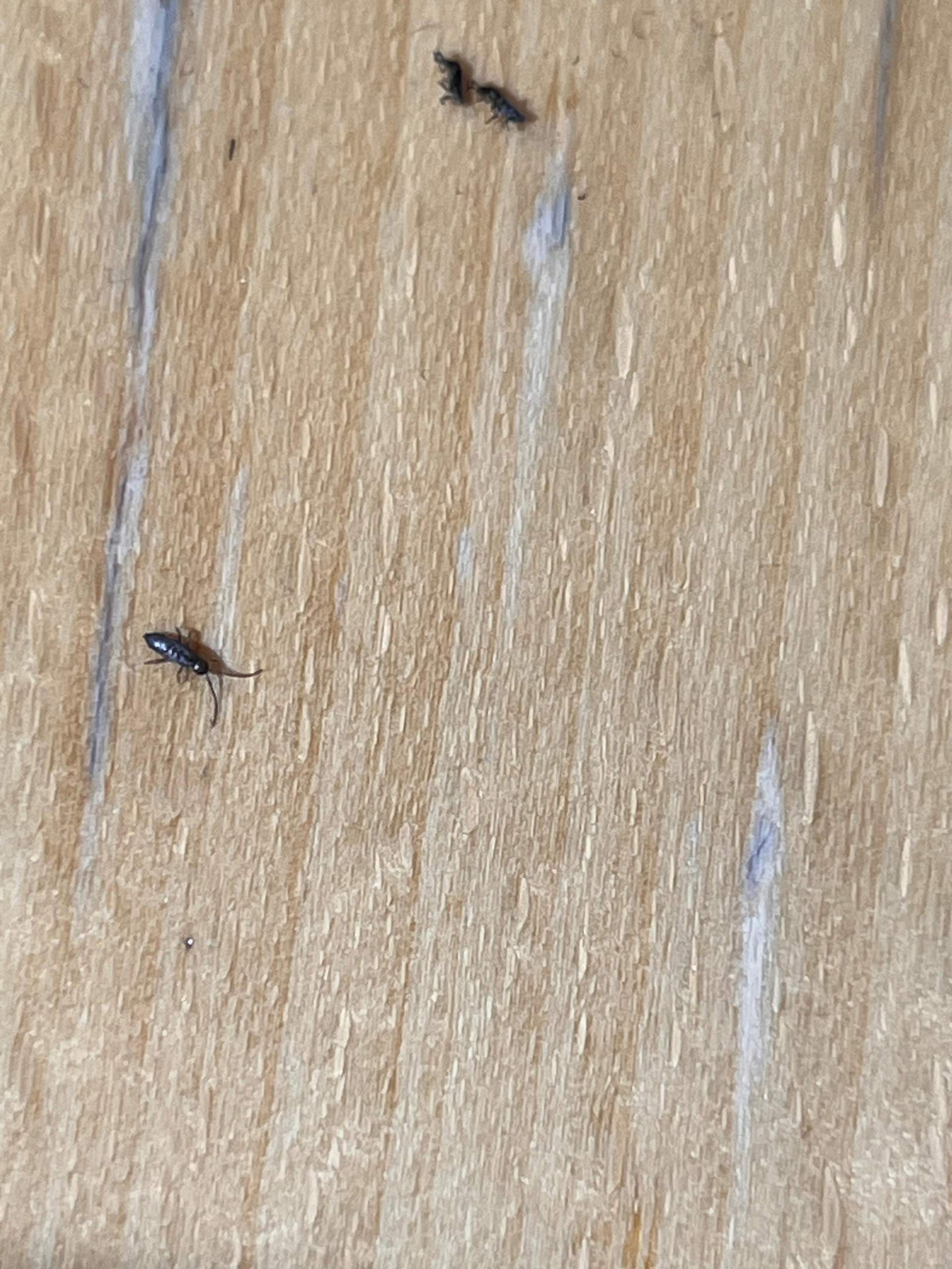 Kleine mini insekten in der wohnung? (Schädlinge, Ungeziefer, Käfer)