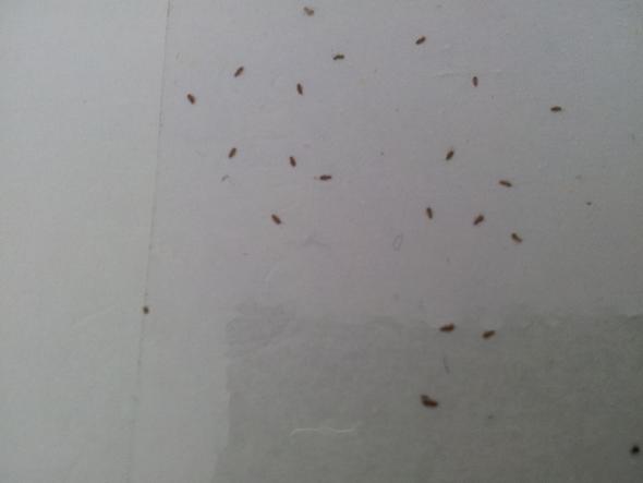 abgeklebte Käfer aus Speisekammer nach 1 Tag - (Insekten, Wand, Käfer)