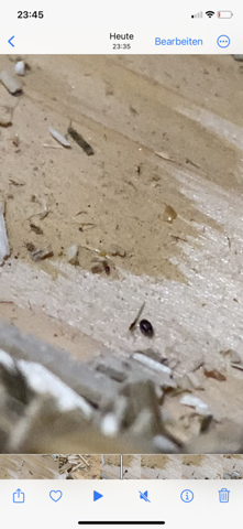 kleine mini käfer im hamsterkäfig?