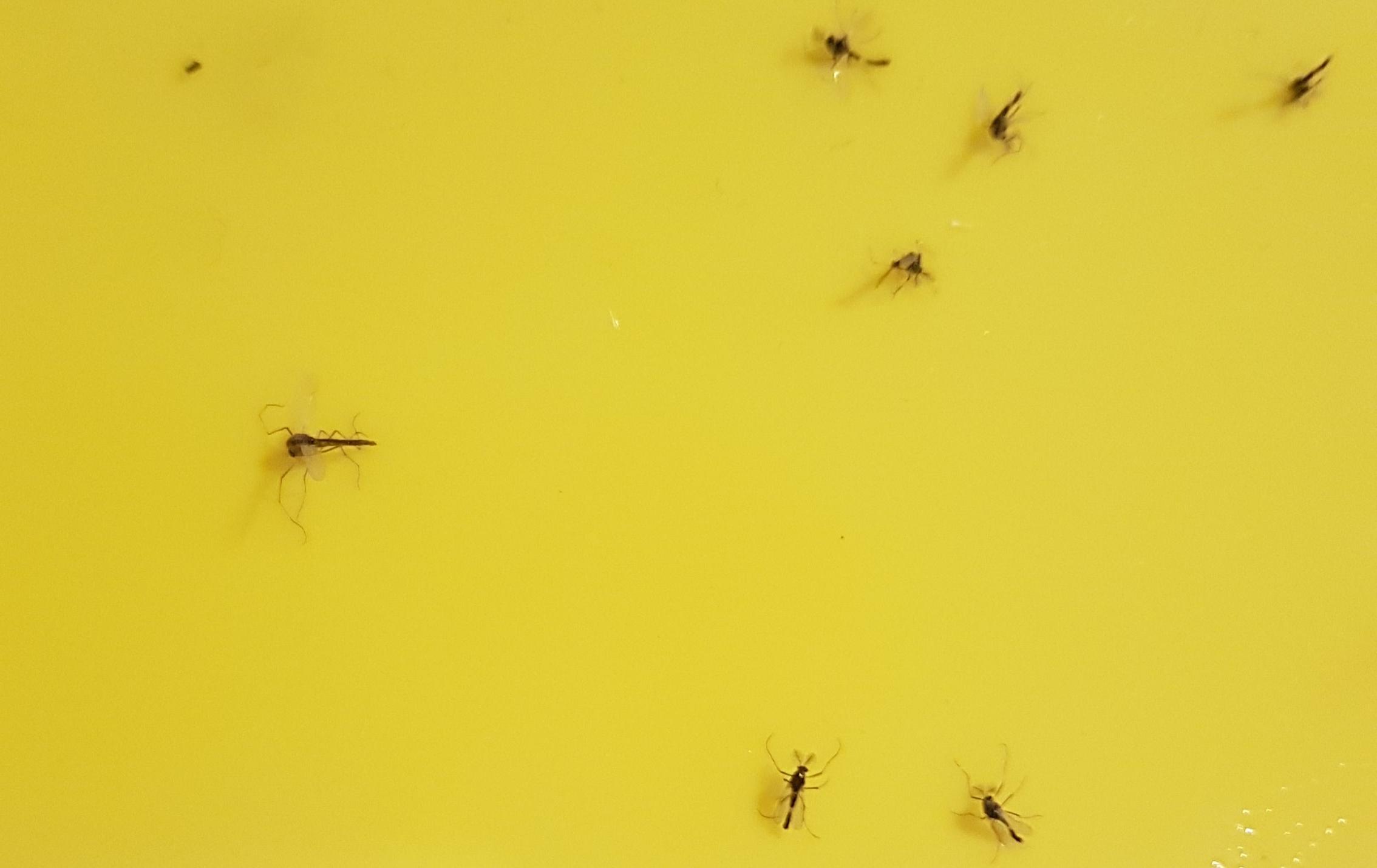 Kleine Mücken/Fliegen an der Wand? (Insekten)