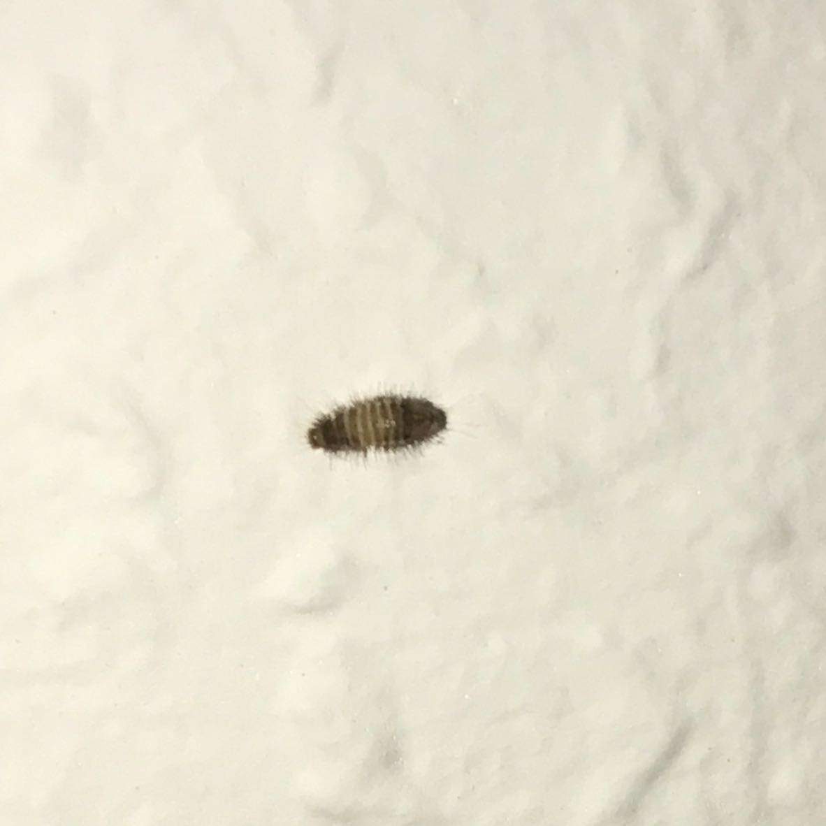Kleine Raupe oder so im Zimmer? (Tiere, Haare, Insekten)