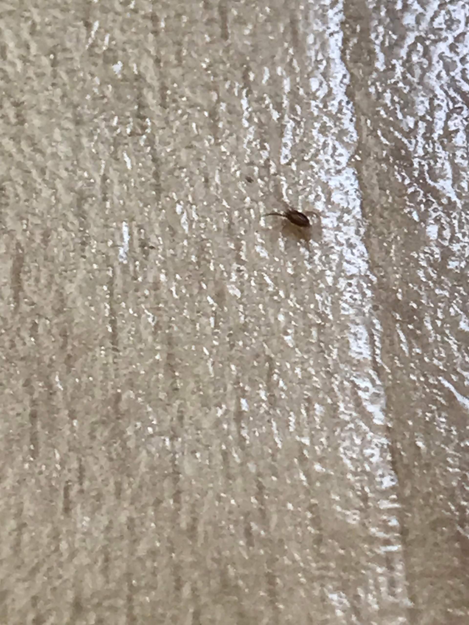 kleine rote Milbentiere in Käfig und Wohnung? (Insekten, Schädlinge, Ungeziefer)