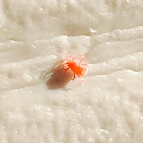 Kleine Rote Tiere Insekten Auf Dem Balkon Rot Klein Spinnen