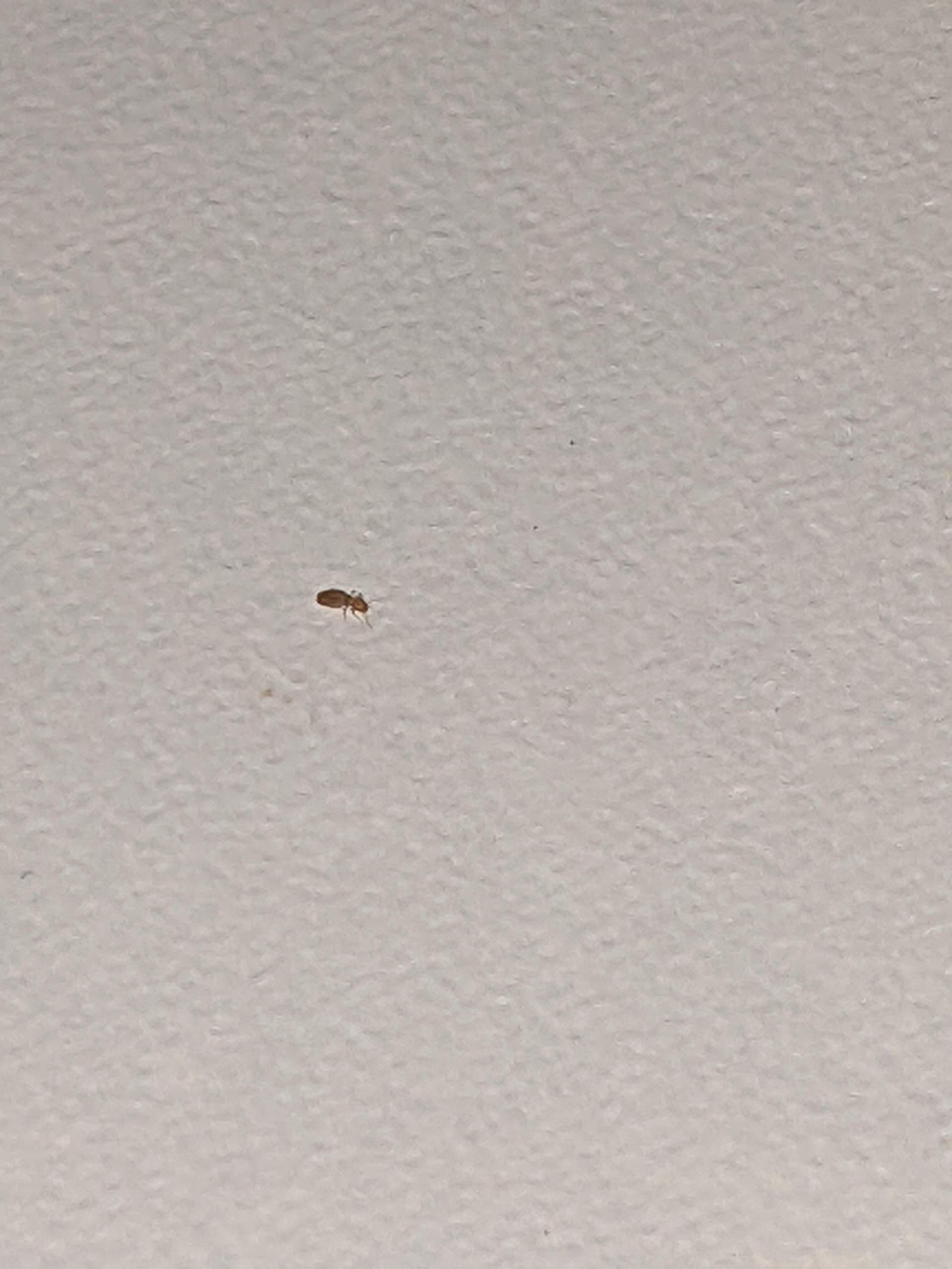 Kleine Schädlinge in der Küche Weiß jemand was das ist? (Tiere, Insekten)