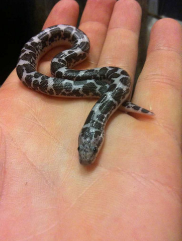 Kleine Schlangenarten Fur Zuhause Tiere Haustiere Reptilien