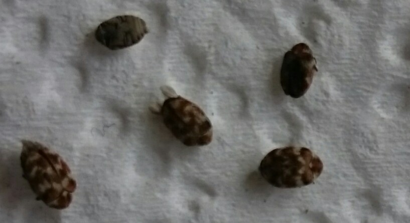 Ein schwarzer Käfer, der braune Punkte auf seinem Rücken hat.