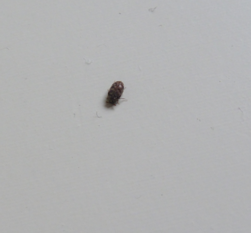 Kleine schwarz-braune Käfer in der Wohnung! 