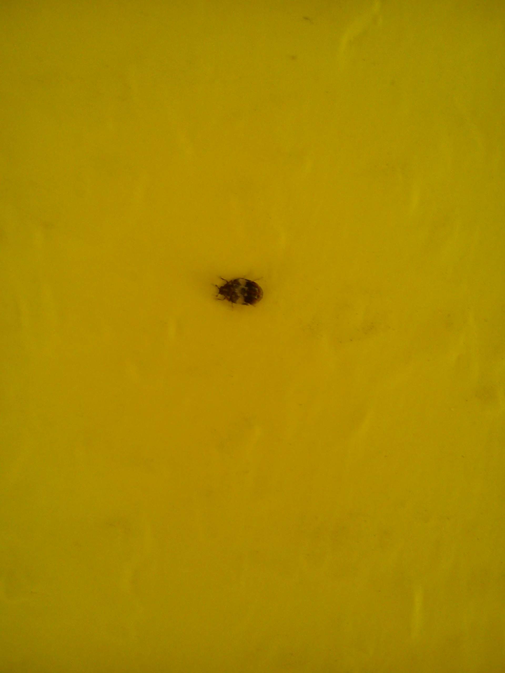 kleine schwarz-gelbliche käfer im schlafzimmer (haushalt, insekten