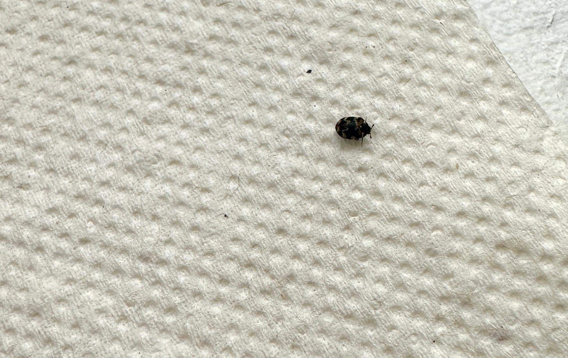 Kleine schwarzweißbraune Käfer im Haus? (Insekten, Schädlinge