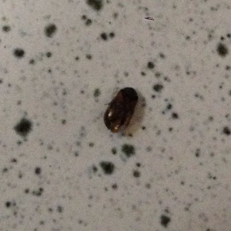 Kleine schwarz/braune Käfer in der Küche!