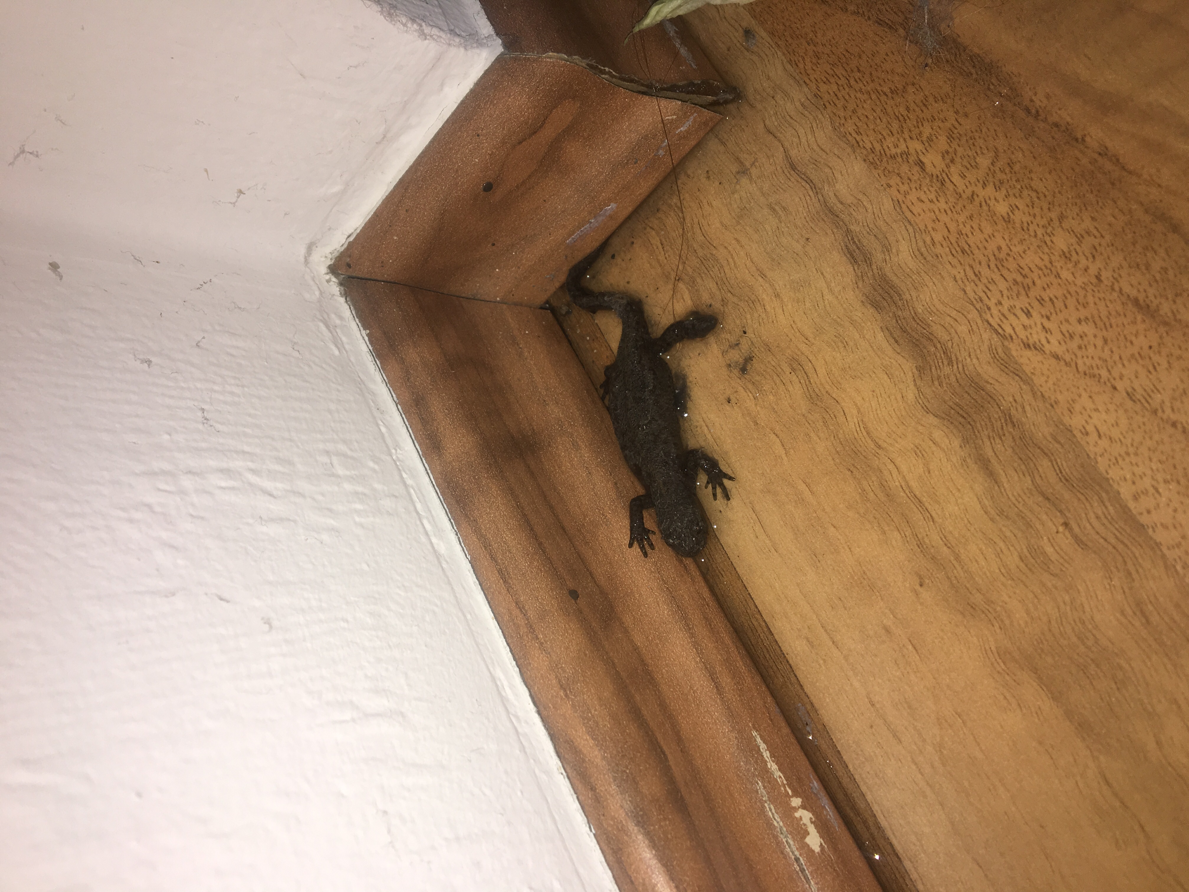 Kleine Schwarze Echse Im Haus Gefunden Tiere Echsen