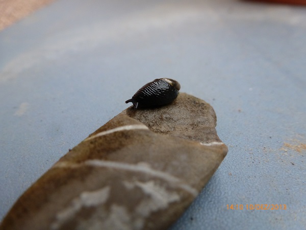 Kleine, schwarze, fast hauslose "Schnecke" (Tiere, schwarz, dick)