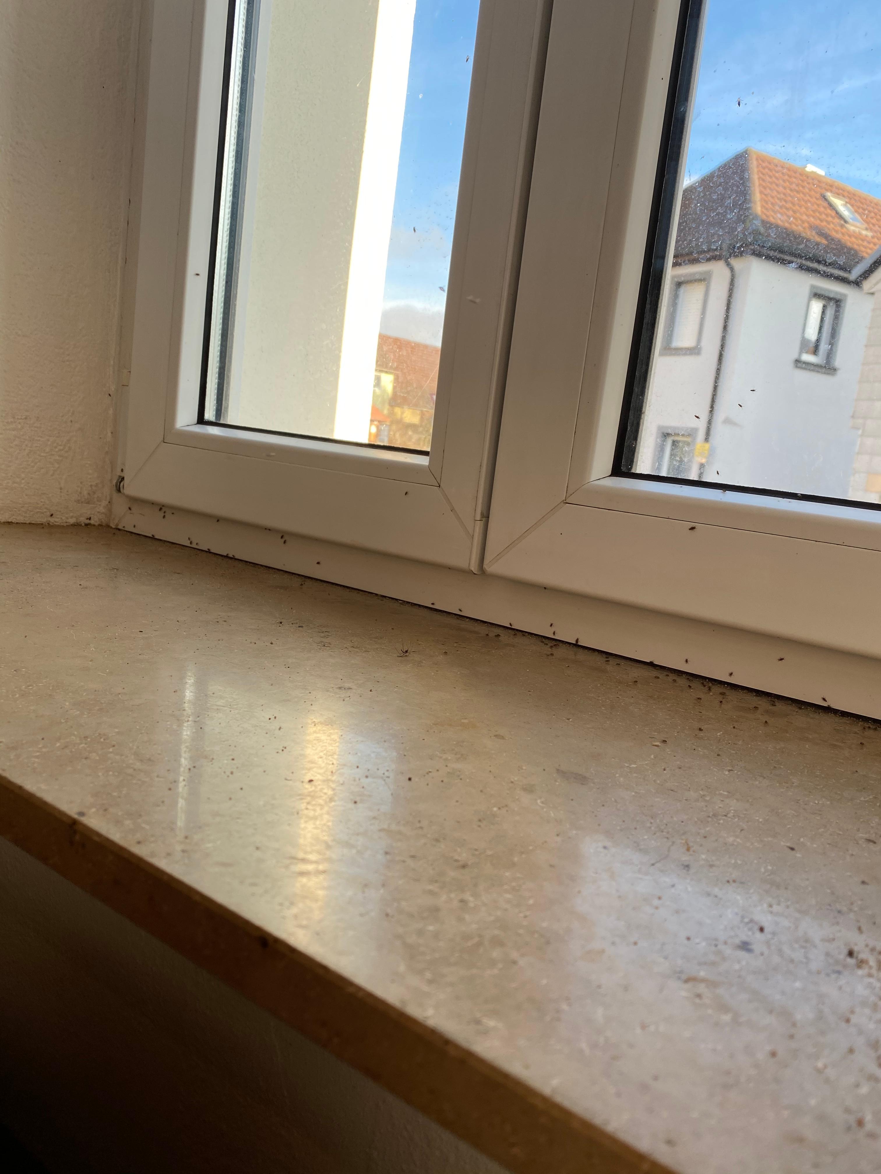 Kleine schwarze fliegen was tun? (Tiere, Insekten)