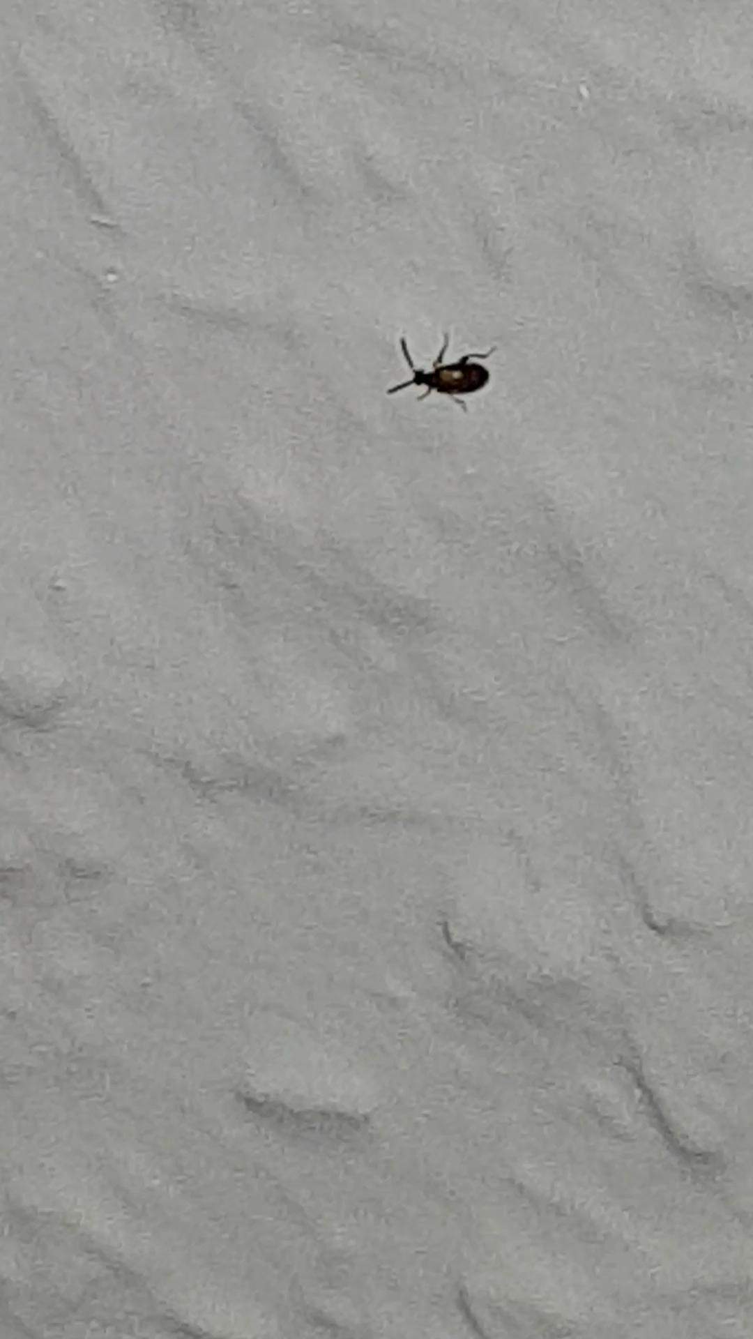 Kleine schwarze fliegende käfer in der wohnung?