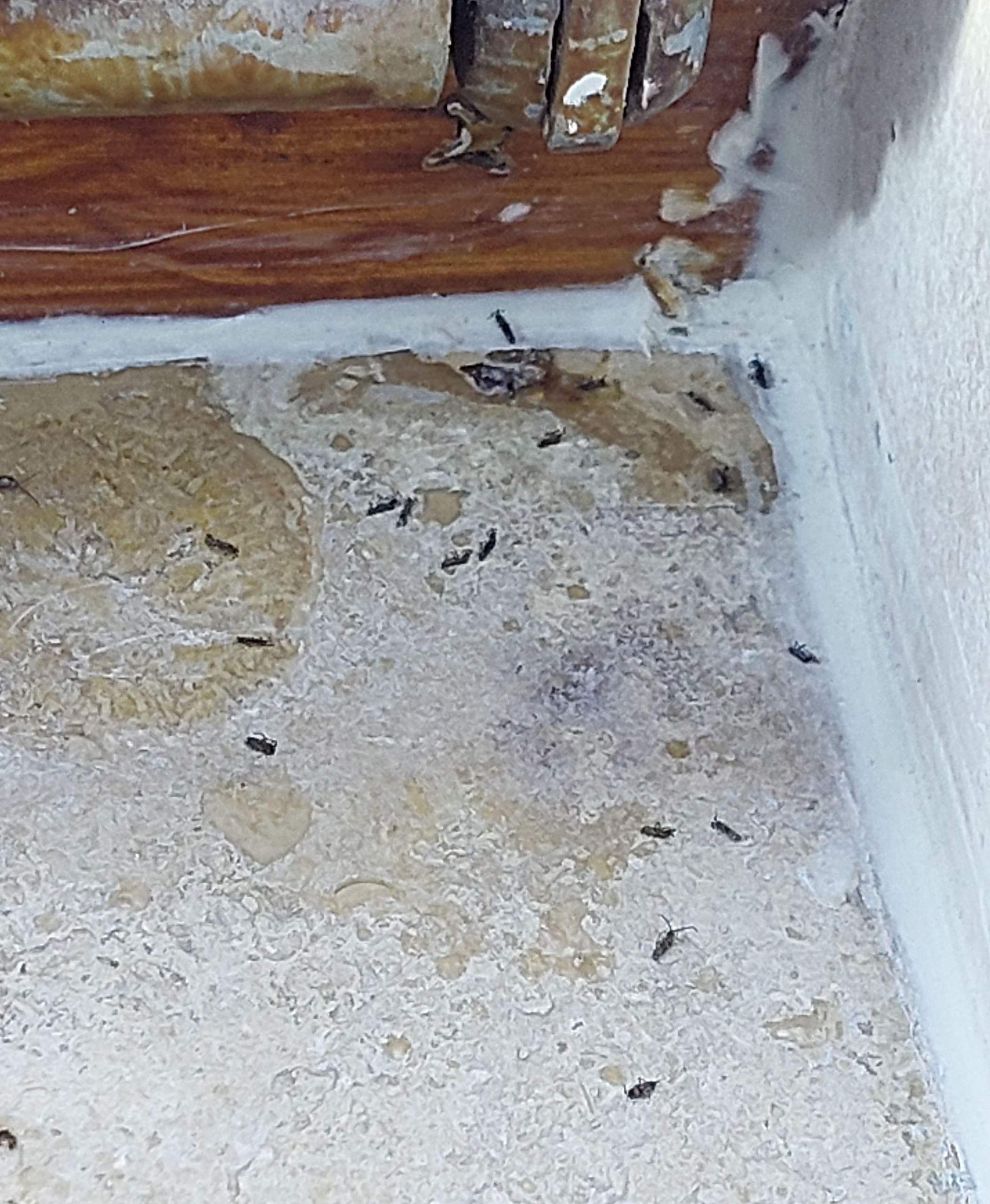 kleine schwarze Insekten (ca. 1 mm) am Fensterbrett im Keller