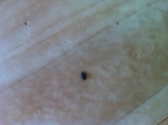 Kleine Schwarze Kafer Garten