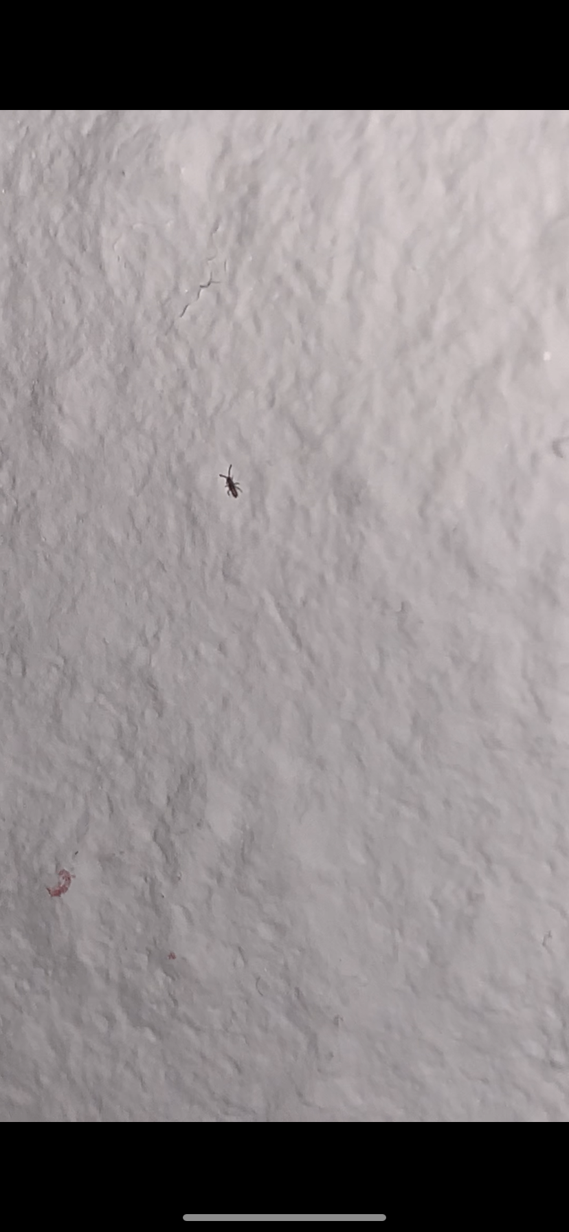 Kleine schwarze „Käfer“ an der Wand? (ungezieferinwohnung) Kleine schwarze „Käfer“ an der Wand? (ungezieferinwohnung)