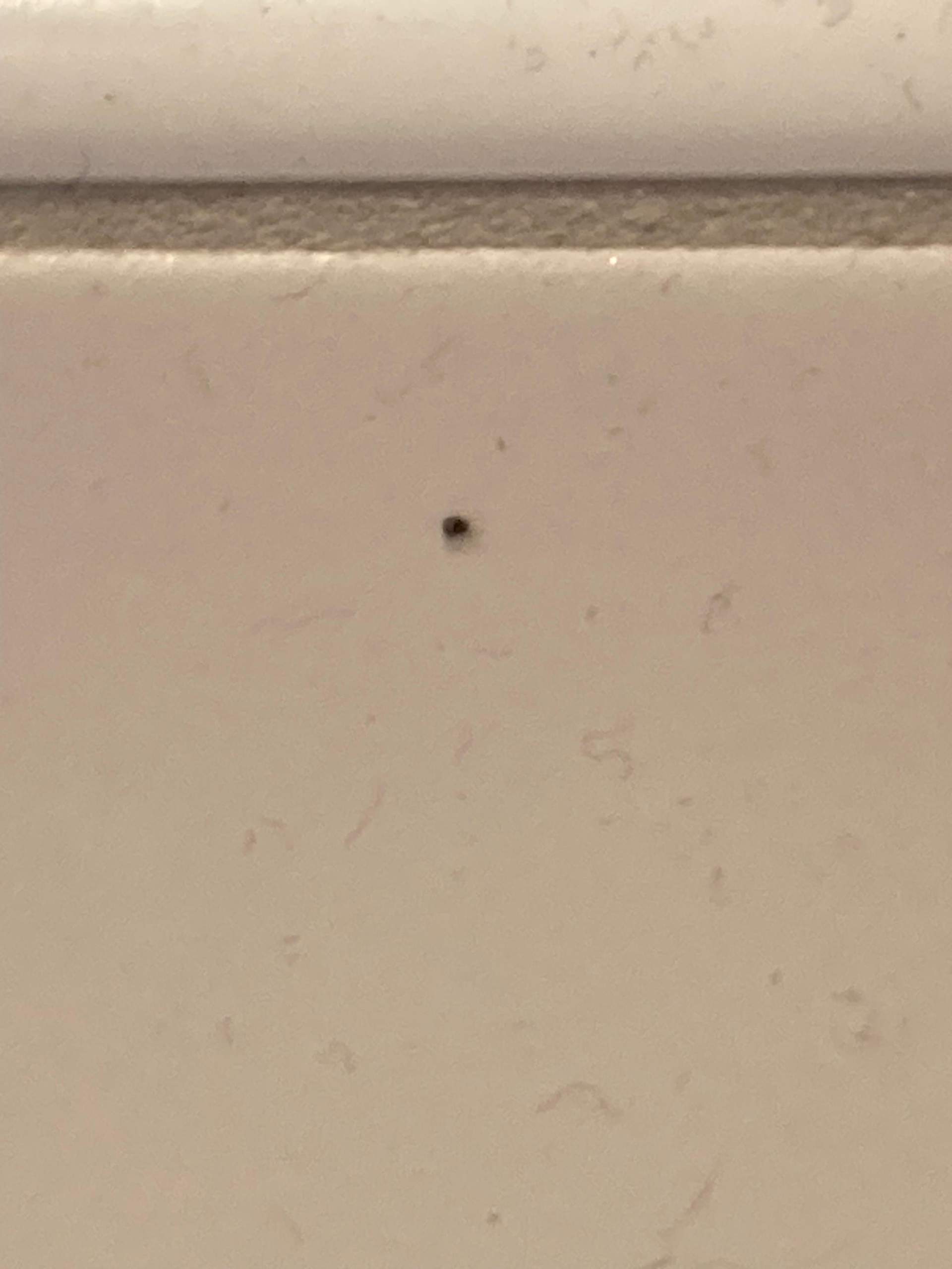 Kleine schwarze Käfer im Bad? (Insekten, Käferart)