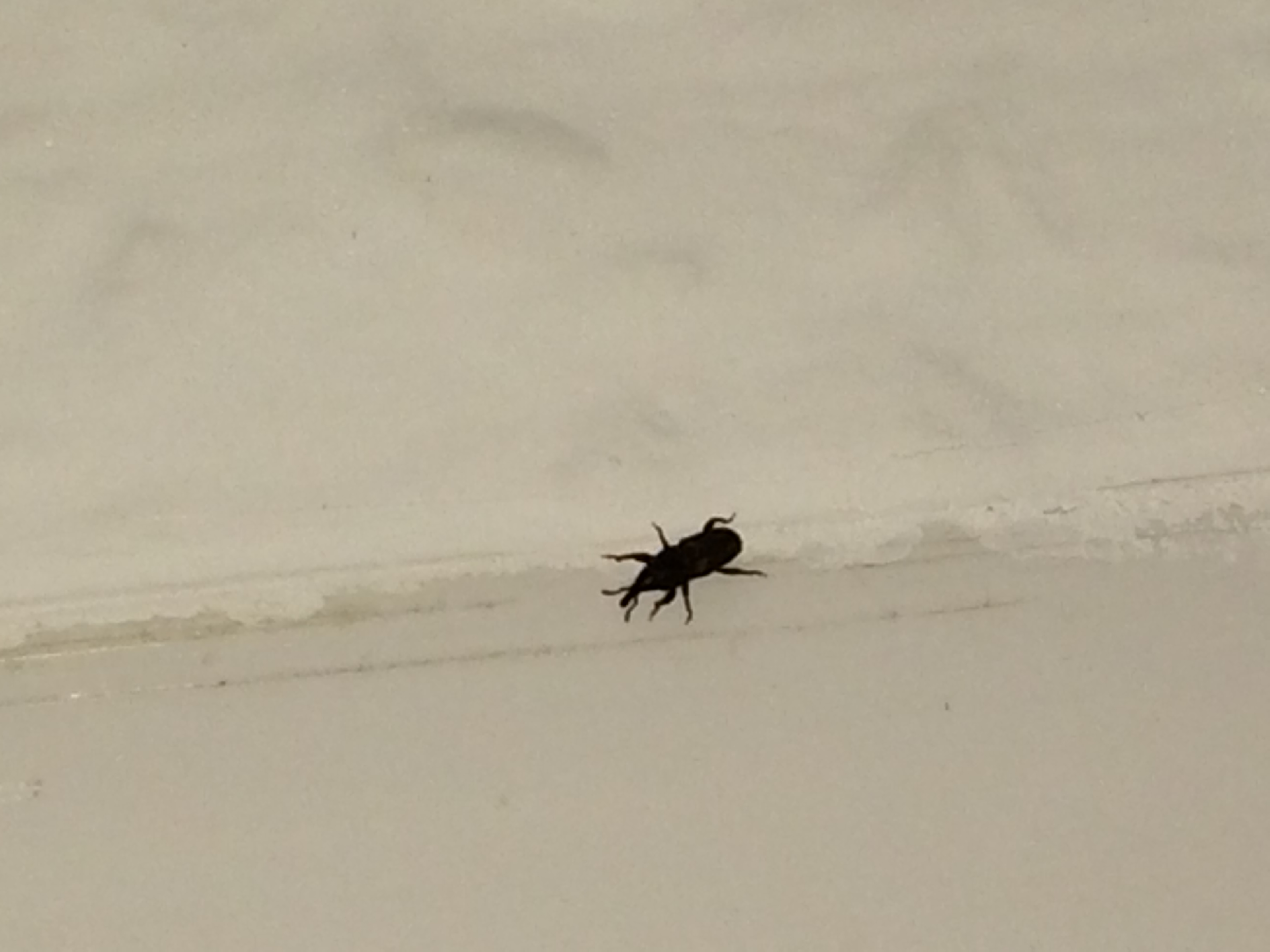 Kleine schwarze Käfer im Haus , Hilfe? (Garten, Insekten)