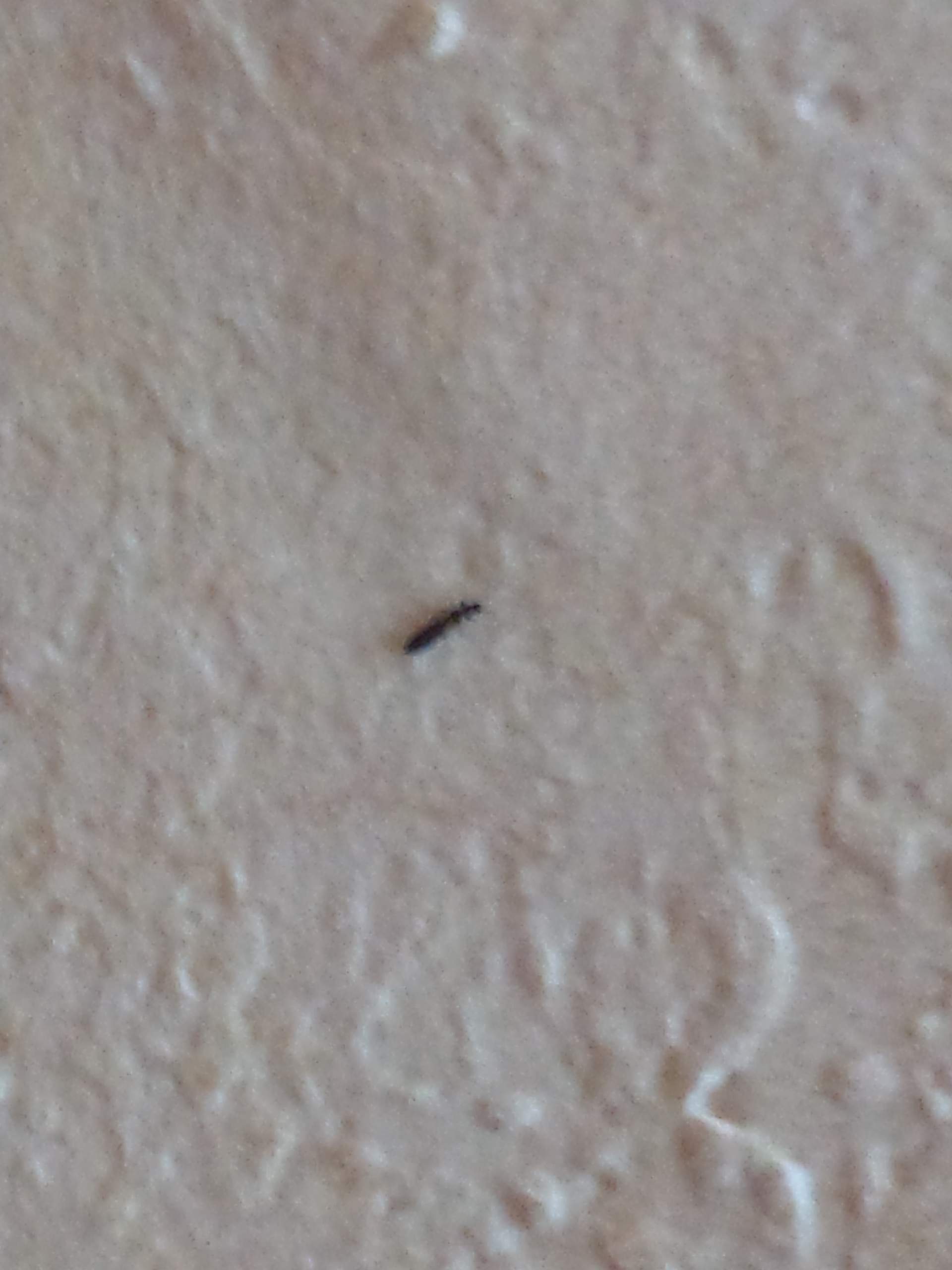 kleine schwarze käfer in meinem bett? (insekten, schädlinge, flöhe)