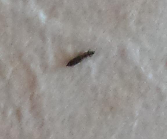 Kleine Schwarze Kafer In Meinem Bett Insekten Schadlinge Flohe