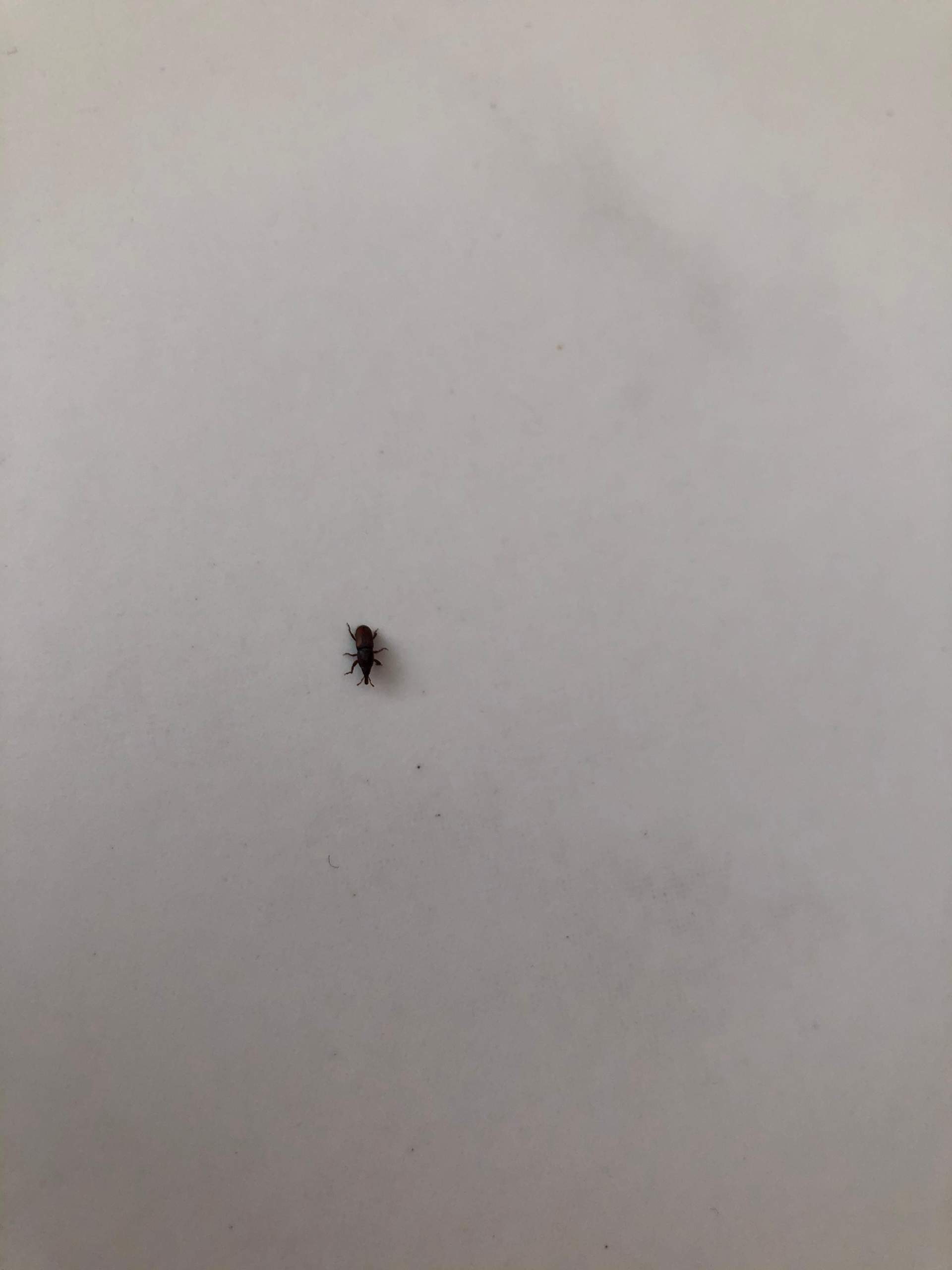 kleine schwarze käfer in meiner wohnung? (insekten)