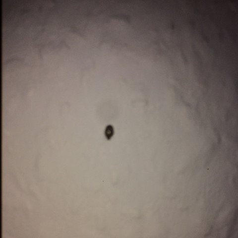 Kleine Schwarze Kafer Mit Harter Schale In Der Wohnung Insekten Sauber